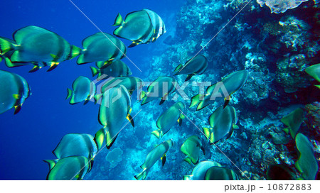 セブ島　ナンヨウツバメウオの大群 10872883