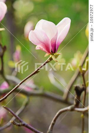 Magnolia flowers Magnolia flowers 10872977