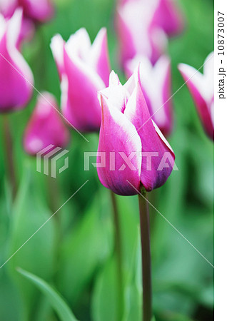 Multicolored tulips Multicolored tulips 10873007