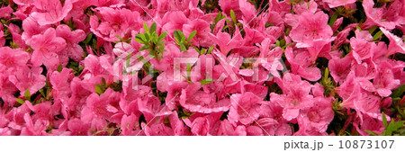 サツキ サツキ 10873107