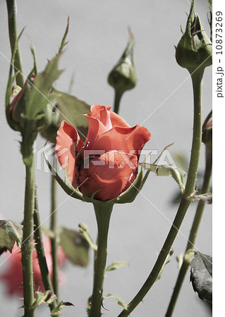 Pink rose Pink rose 10873269
