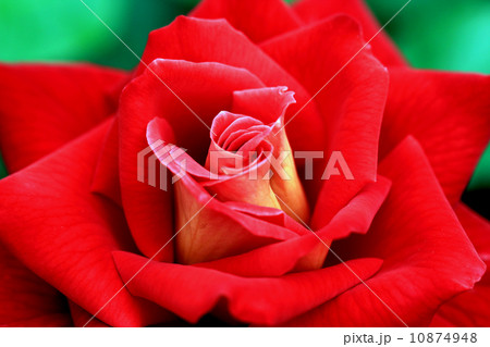 バラの花 バラの花 10874948
