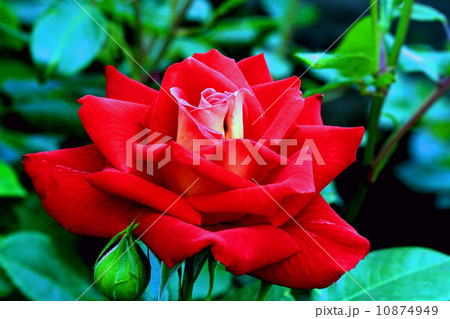 バラの花 バラの花 10874949