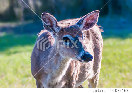 white tail deer bambi in the wild 10875168