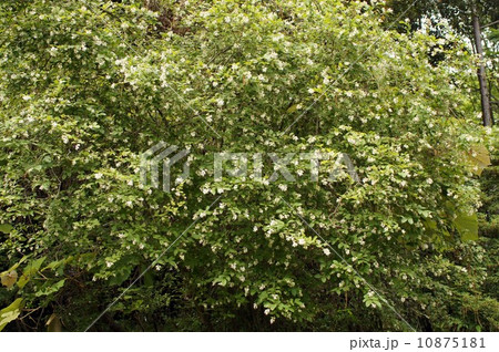 イボタノキの花 イボタノキの花 10875181