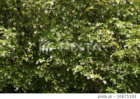 イボタノキの花 イボタノキの花 10875183