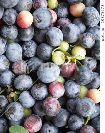 ごろごろシリーズ　ブルーベリー 10875278