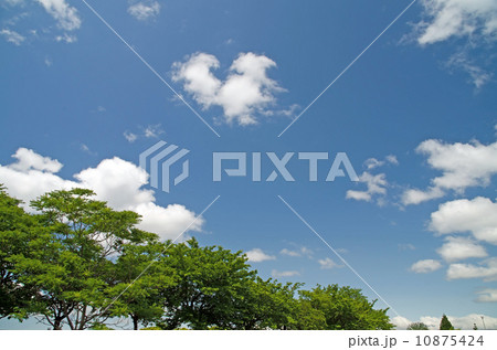 青空と緑 10875424
