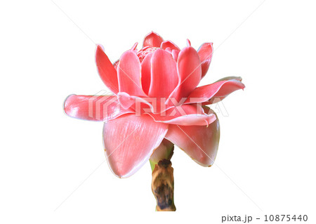 Etlingera Elatior or Red Torch Ginger Etlingera Elatior or Red Torch Ginger 10875440
