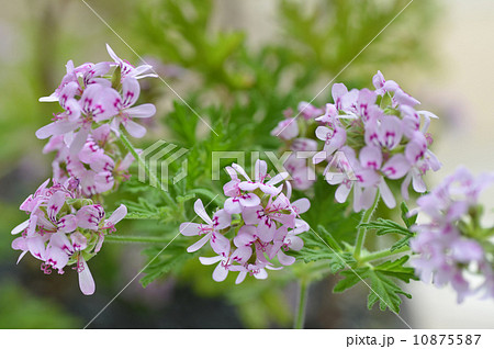 蚊取り草 10875587