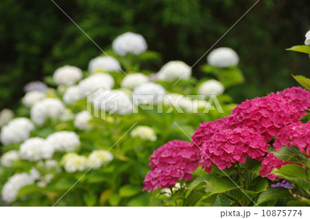 アジサイ 梅雨イメージ アジサイ 梅雨イメージ 10875774
