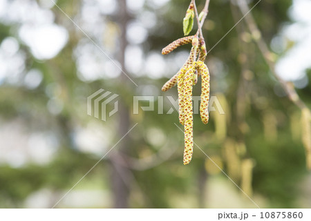 白樺の花粉 10875860