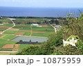 ユリの花と伊江島タッチューからの眺め 10875959