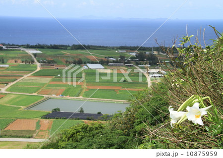 ユリの花と伊江島タッチューからの眺め 10875959