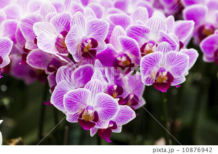 気高さ 花 フラワー 10876942