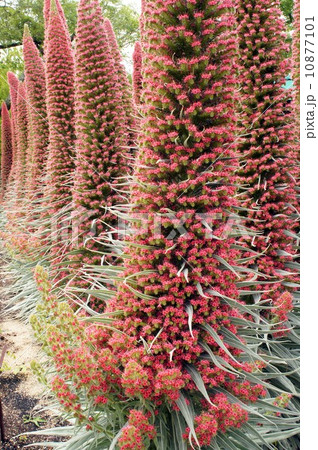 エキウム・ウィルドプレッティ エキウム・ウィルドプレッティ 10877101