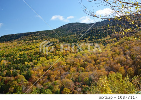 錦平の紅葉 10877117