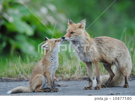 キスするキタキツネの親子の写真素材 [10877580] - PIXTA