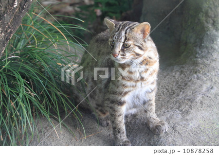 絶滅の危機　ツシマヤマネコ 10878258