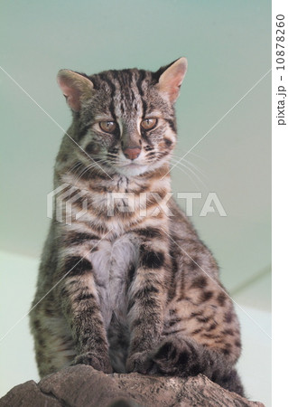 絶滅の危機 ツシマヤマネコ 絶滅の危機 ツシマヤマネコ 10878260