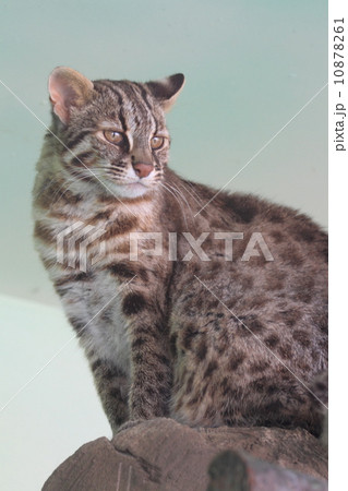 絶滅の危機 ツシマヤマネコ 絶滅の危機 ツシマヤマネコ 10878261