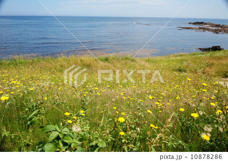 タンポポと海 タンポポと海 10878286