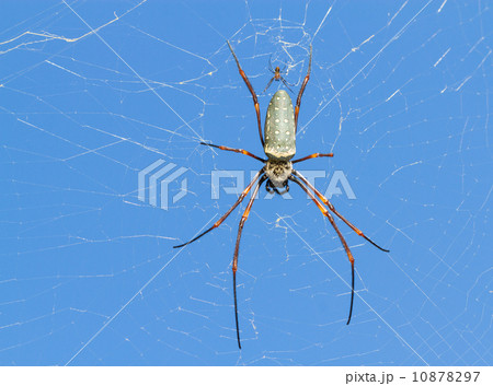 spider on web 10878297