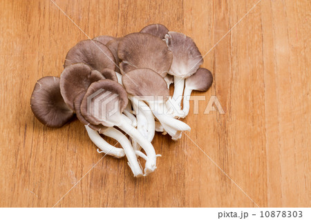 mushroom - Indian Oyster 10878303