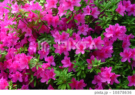 オオムラサキツツジの花の写真素材