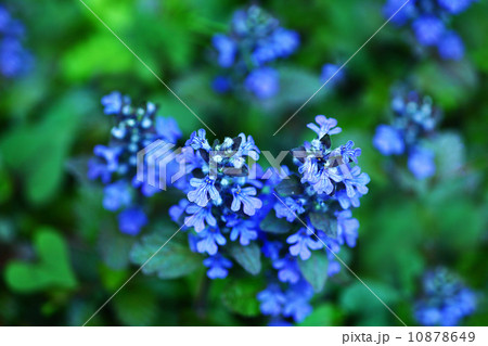 青いジュウニヒトエの花 10878649
