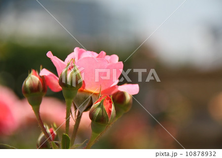 バラ バラ 10878932