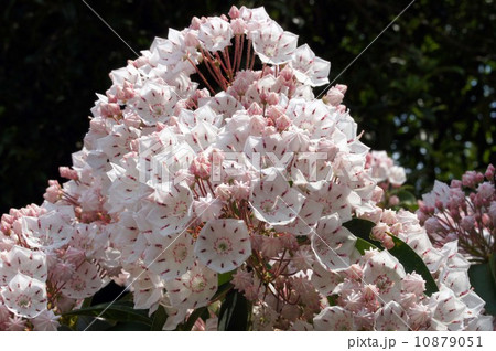 カルミア 10879051