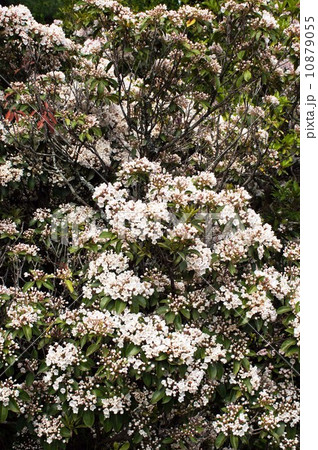 カルミア 10879055