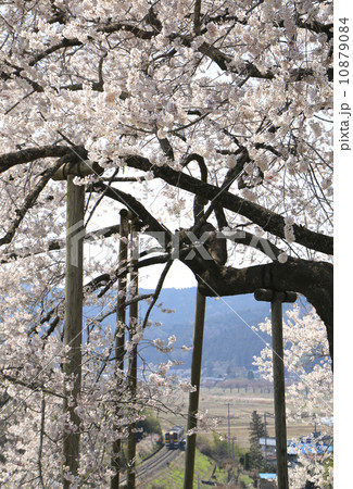 戸津辺の桜 10879084