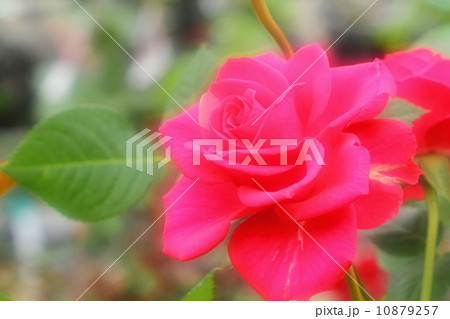 バラ バラ 10879257