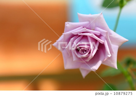 バラ 青のレクイエム 蒼いバラ の写真素材