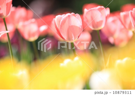 チューリップ 10879311