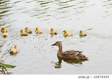 黄色い産毛のカルガモのヒナ達 10879404