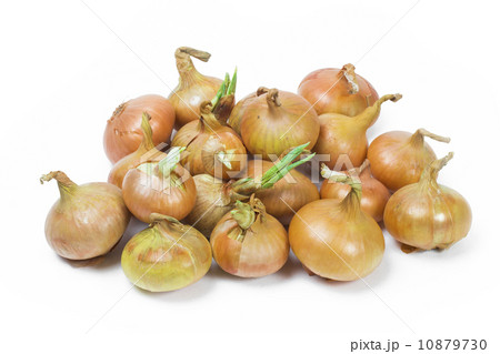 onion on the white background 10879730