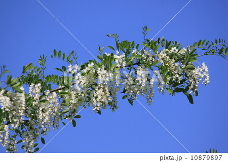 ニセアカシア 10879897