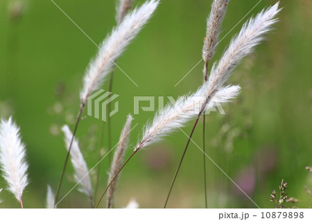 チガヤ チガヤ 10879898