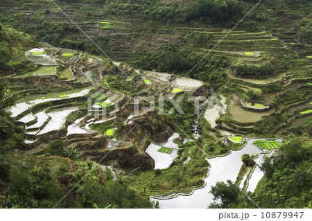 バナウエイ フィリピン Banaue Rice Terraces バナウエイ フィリピン Banaue Rice Terraces 10879947