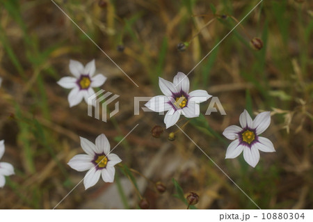 ニワゼキショウ 10880304