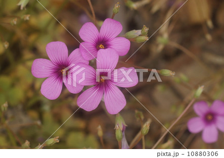 オキザリス 10880306