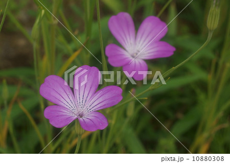 ムギナデシコ 10880308