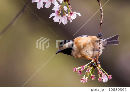 ヤマガラ５ 10880362