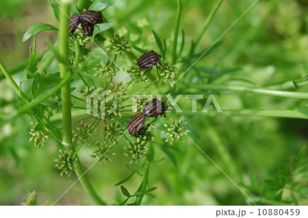 アカスジカメムシ 10880459