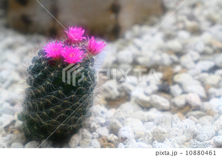 月影丸 月影丸 10880461