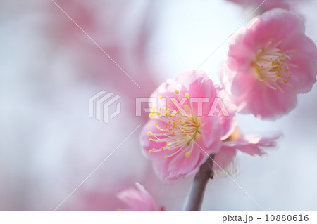 紅枝垂梅 10880616
