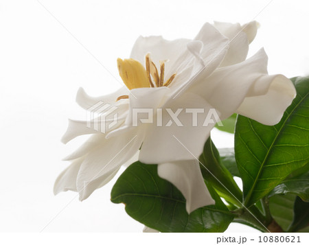 八重咲きの梔子 10880621